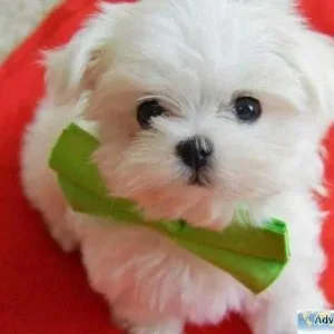 Maltese puppies Available.