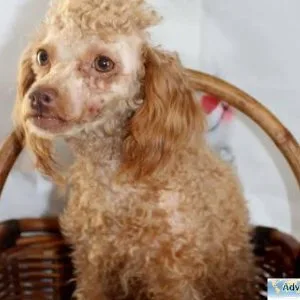 Poodle puppies Minature