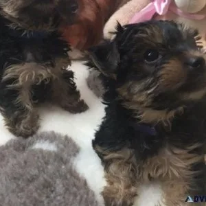 Home Raised and House Broken Yorkies..2093261629