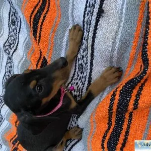 Doberman Puppies
