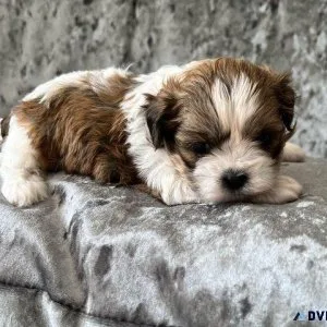 Shih tzu puppies for sale