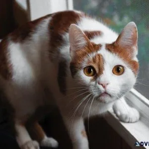 Is Your Cat Bored - Veterinarians in Clinton UT