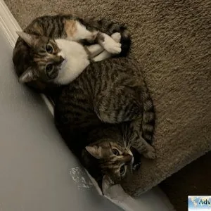 Two female cats