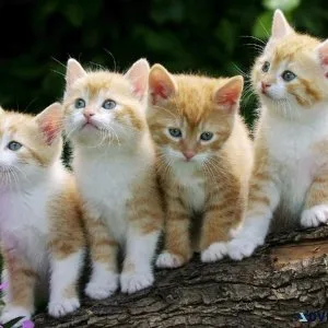 When Your Cats Have Needs