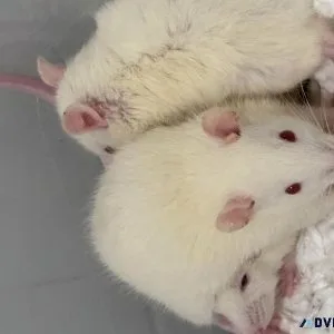 Young rats