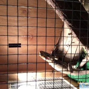 2 Bearded Dragons 1 male and 1female for sale
