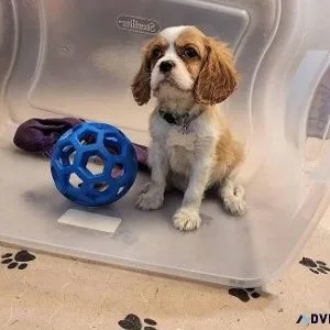 Cavalier King Charles Spaniels
