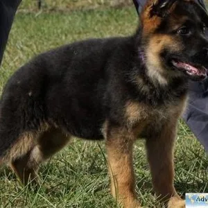 AKC German Shepherd puppies