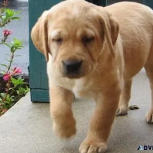 AKC Labrador Retriever Puppies available