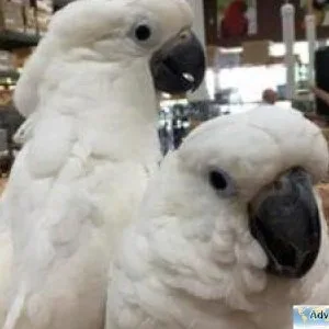 Talking Cockatoos (Parrots) for sale