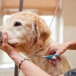 Top-Rated Dog Pet Clinic near Me  Vet Land Pet Clinic