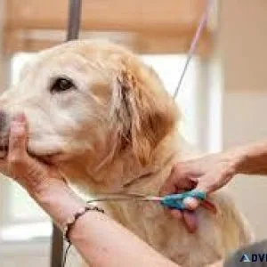 Top-Rated Dog Pet Clinic near Me  Vet Land Pet Clinic