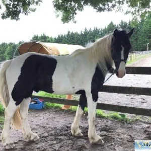 NICO HORSES