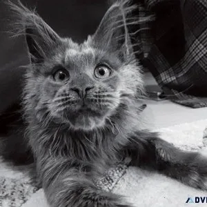 MAINE COON KITTEN