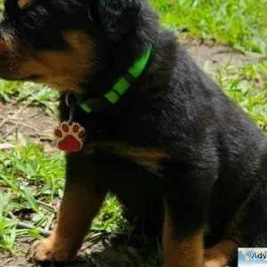 joyous expert German rottweiler puppies for Sale