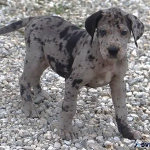Tonya Female Great Dane