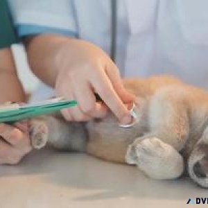 Best Veterinary Doctor in Sector 137 Noida