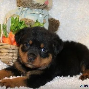 loving every German rottweiler puppies for Sale