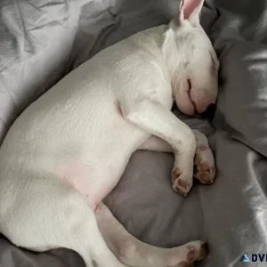 Gorgeous  Bull Terrier puppies