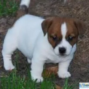 Wonderful Jack Russell Puppies Available