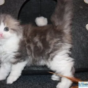 scottish fold kittens