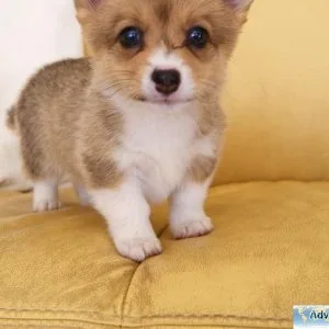 herh  Pembroke Welsh Corgi puppies