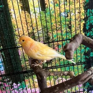 Singing canary