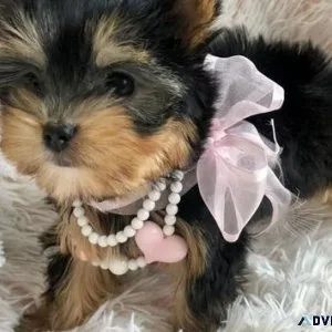 AKC teacup Yorkie Puppies For Sale.