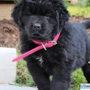 rhtj Newfoundland Puppies
