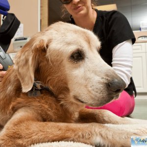 Laser Therapy - Vet in Dutchess County NY