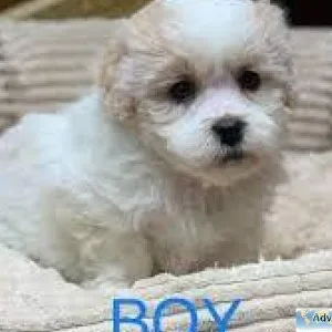 Shitzu toy poodle (shipoos)