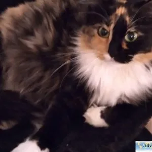 Maine Coon Mix Kittens