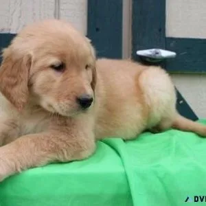 Absolute golden Retriever Puppies
