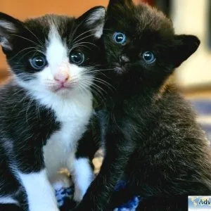 Free kittens to a good home