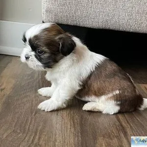 Available Shih tzu puppies