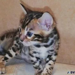 Handraised Bengal Kittens
