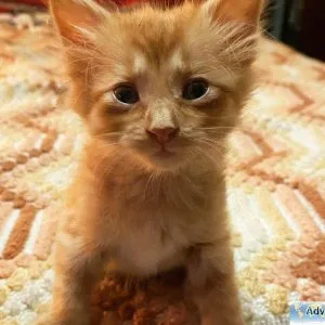 Adorable Maincoon Kittens for Adoption