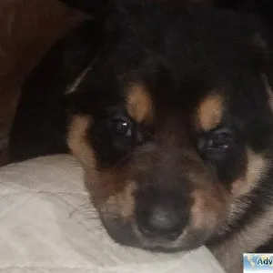 AKC registered German Shepherd Puppies