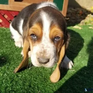 Basset Hound