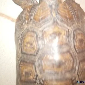Tortoise lover