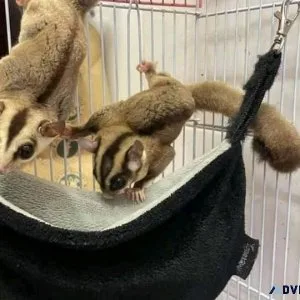 sugar gliders