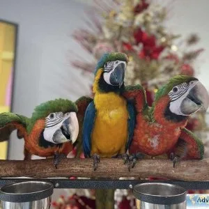 Scarlet  Blue and Gold  Harlequin Shamrock Greenwing Etc.