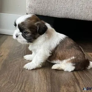 Shih tzu puppies