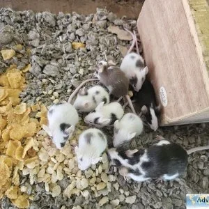 Mice