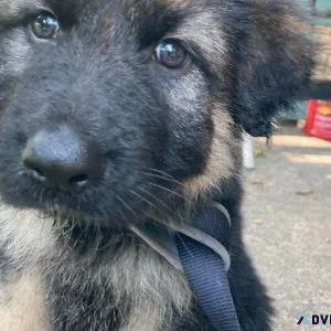 1Beautiful CKC female German Shepherd pup for sale