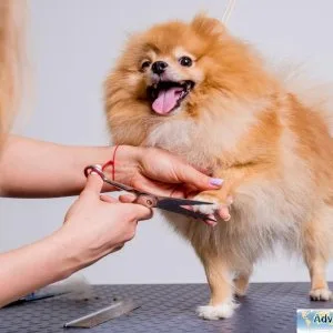 Mobile Dog Grooming Adelaide