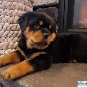 inexperienced expert German rottweiler puppies for Sale