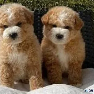 Male toy poodles available for sale