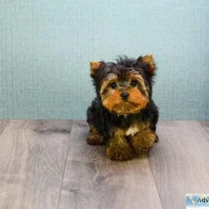 Cute Yorkshire terrier