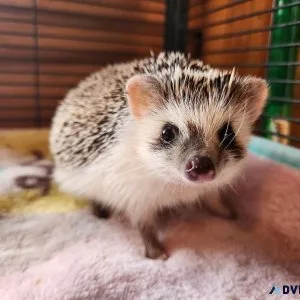 Hedgehog Babies For Sale